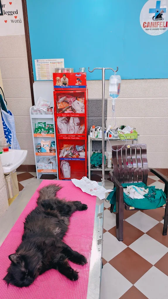 Cat resting at CANIFELII